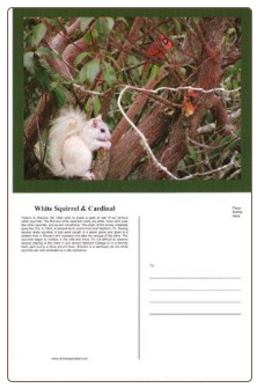 White Squirrel and Cardinal Postcard