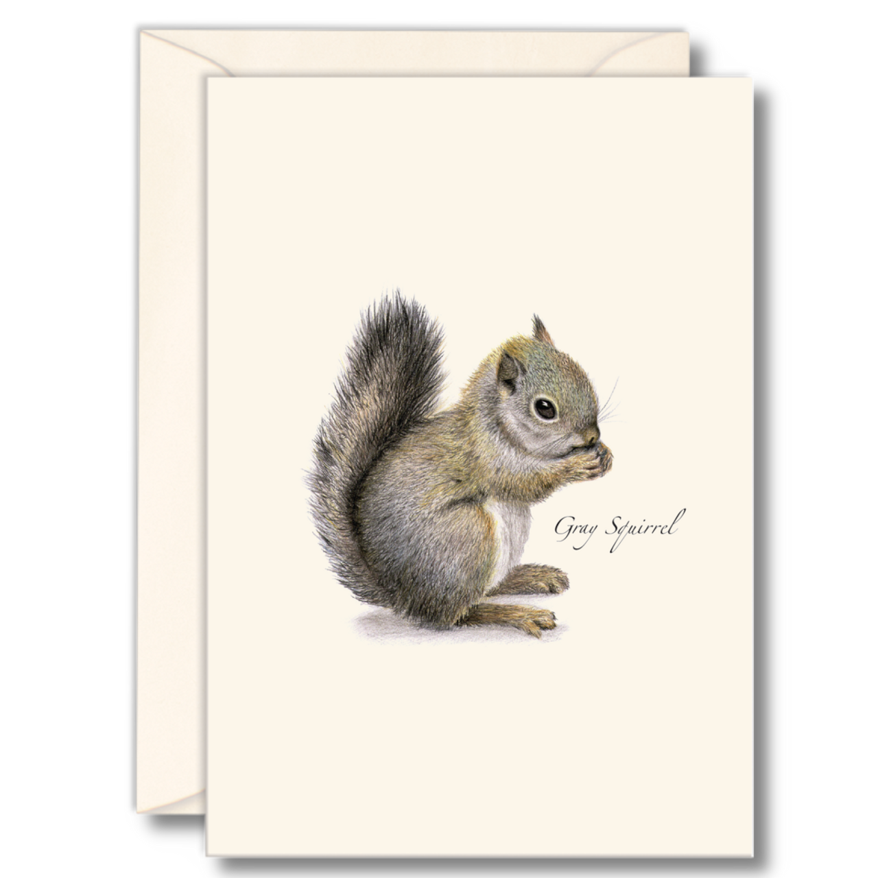 Gray squirrel blank notecards