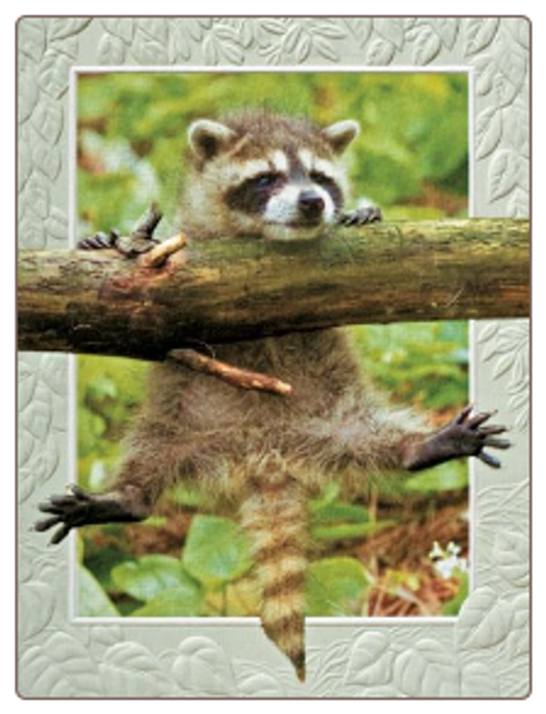 Hang in There Raccoon Blank Cards