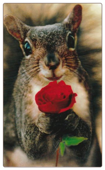 Squirrel holding Rose Mini Card