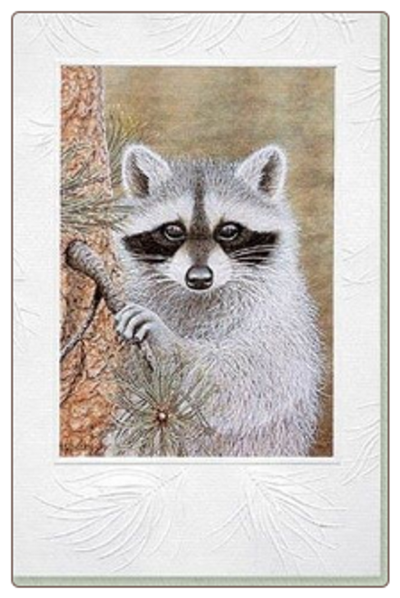 Wild Neighbor Raccoon Blank Cards pk/10