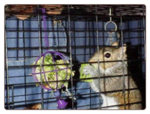 Veggie Basket