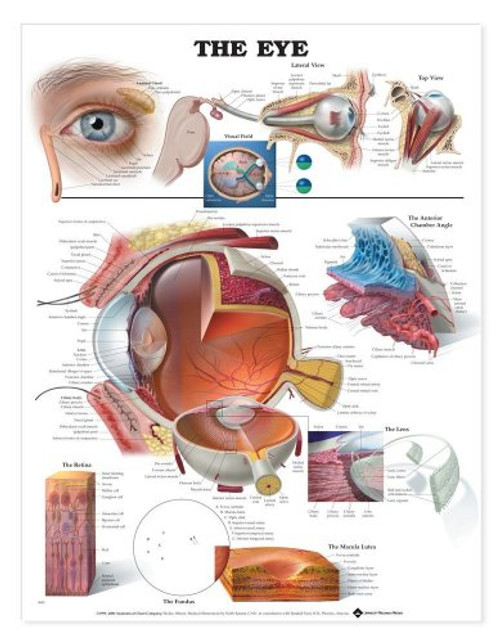 The Eye Anatomical Chart