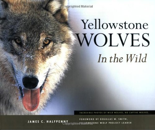 Yellowstone Wolves in the Wild