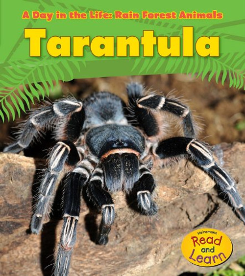 Tarantula (A Day in the Life: Rain Forest Animals)
