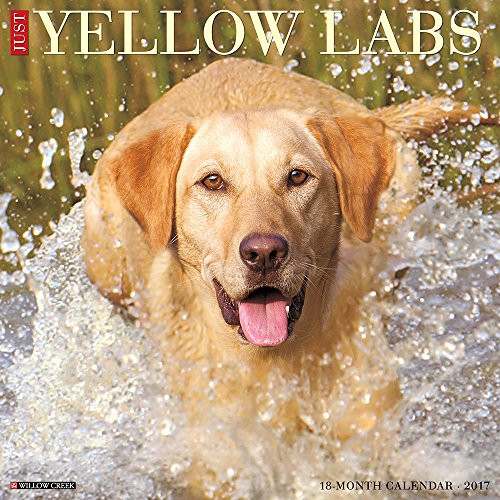Just Yellow Labs 2017 Wall Calendar (Dog Breed Calendars)