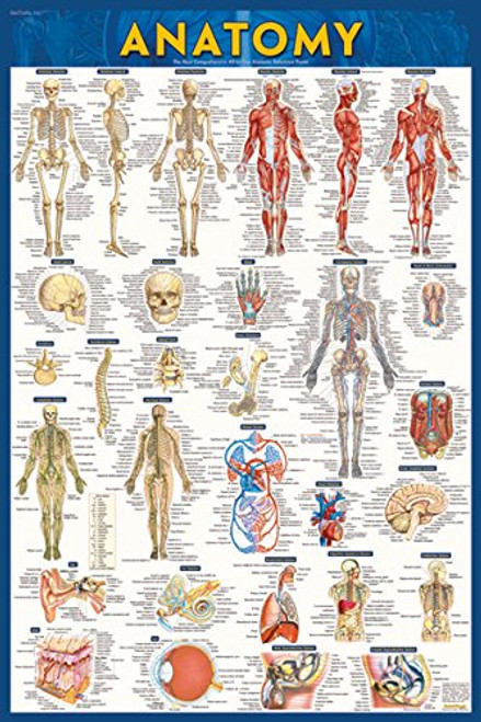 Anatomy-Laminated