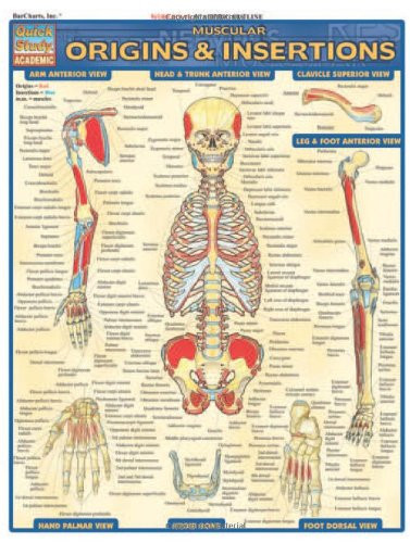 Muscular Origins & Insertions (Quick Study Academic)