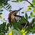 Birding at the Bridge: In Search of Every Bird on the Brooklyn Waterfront