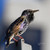 Birding at the Bridge: In Search of Every Bird on the Brooklyn Waterfront