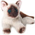 Bearington Collection Lil' Cleo Siamese Cat Plush Toy Stuffed Animals with Ultra Soft Long Fur - Birthday, for Animal Lovers, Cat Owners