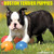 Just Boston Terrier Puppies 2017 Wall Calendar (Dog Breed Calendars)