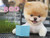 Boo: The Life of the World's Cutest Dog