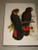 Parrots of the World