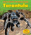 Tarantula (A Day in the Life: Rain Forest Animals)