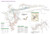 Carlsbad Caverns National Park (National Geographic Trails Illustrated Map)