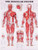 The Muscular System Anatomical Chart