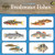 2015 Freshwater Fishes Wall Calendar