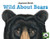 Wild About Bears
