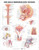 The Male Reproductive System Anatomical Chart