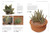 The Practical Illustrated Guide to Growing Cacti & Succulents: The Definitive Gardening Reference On Identification, Care And Cultivation, With A Directory Of 400 Varieties And 700 Photographs