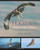 Hawks from Every Angle: How to Identify Raptors In Flight