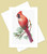 Backyard Birds Greeting Cards - Set of 10 All Occasion 5x7 Note Cards with Envelopes. Blank Inside. Assorted Watercolor Drawings of Birds on Branches - Robin, Goldfinch, Sparrow, Blue Jay & Cardinal.