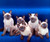 Walter Chandoha: The Cat Photographer