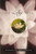 The Lotus Sutra