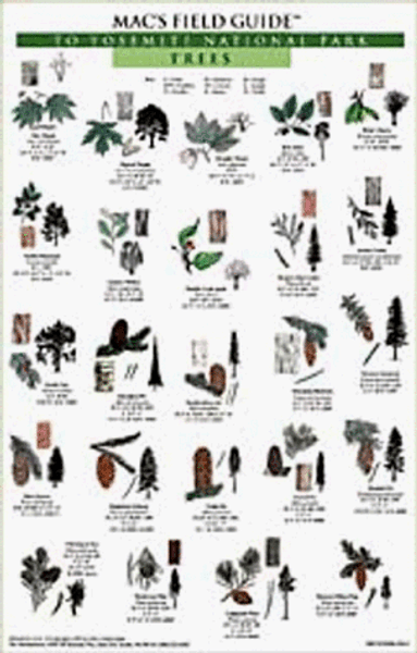 Mac's Field Guide to Yosemite National Park: Trees & Wildflowers
