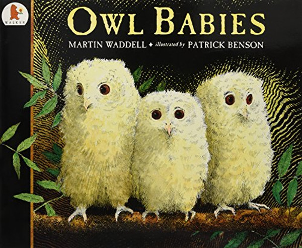 Owl Babies