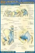 Joints & Ligaments (Quick Study)