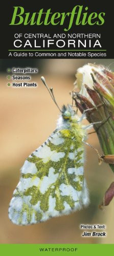 Butterflies of Central & Northern California: A Guide to Common & Notable Species