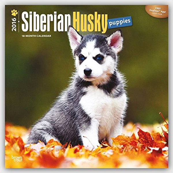 Siberian Husky Puppies 2016 Square 12x12