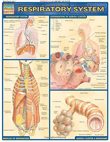 Respiratory System (Quick Study: Academic) Respiratory System (Quick Study: Academic)