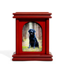 Redwoods Photo, Small