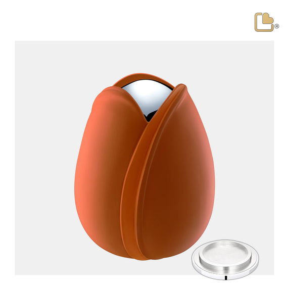 Orange Tulip, Medium