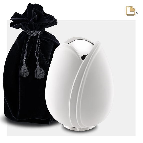 White Tulip, Medium