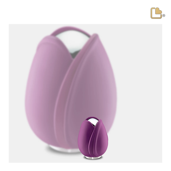 Purple Tulip, Keepsake