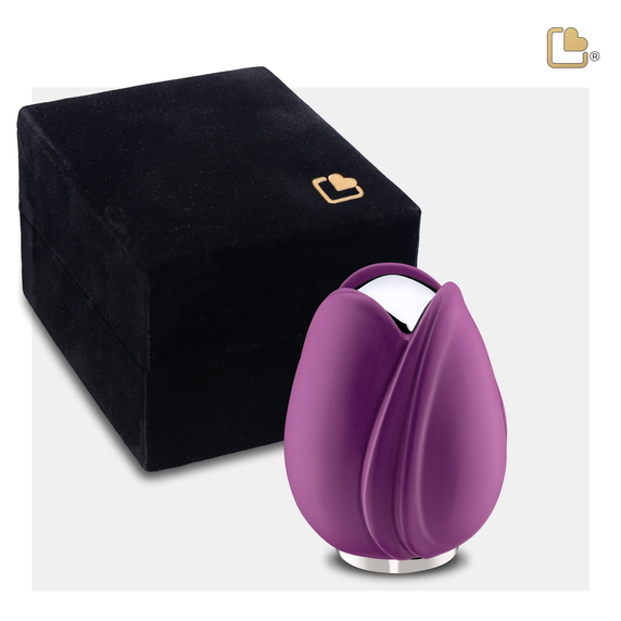 Purple Tulip, Keepsake