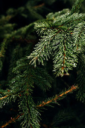 Christmas Tree Nordmann Fir 175+ (approx 6ft )