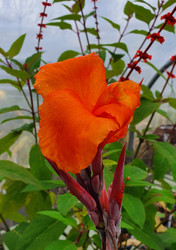 Canna Pretoria bare root rhizome