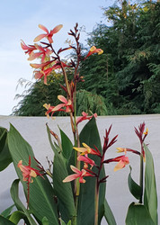 Canna Panache bare root rhizome