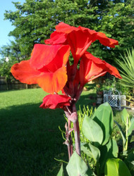 Canna Wintzer's Colossal bare root rhizome