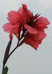 Canna Rosa Fuerta bare root rhizome