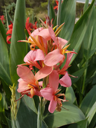 Canna Erebus 1.5 litre pot - Collect from Nursery