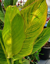 Canna Pretoria 3 litre pot - Collect from Nursery