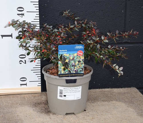 Berberis Red Jewel Berberis Red Jewel
