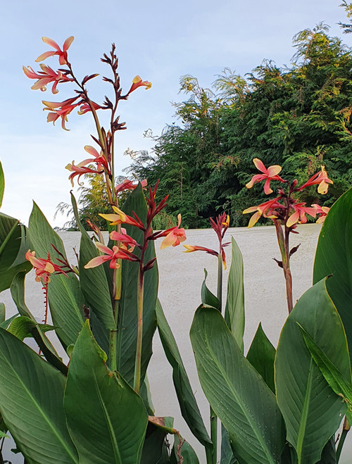 Canna Panache 3 litre pot - Collect from Nursery