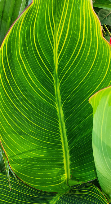 Canna Pretoria 3 litre pot - Collect from Nursery